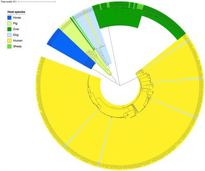 Antimicrobial resistance patterns in Streptococcus dysgalactiae in a One Health perspective
